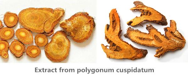 Polydatin source